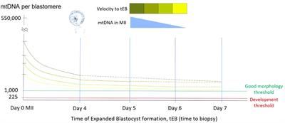 Dependency of mitochondrial quantity on blastocyst timeline obscures its actual effect to pregnancy outcomes